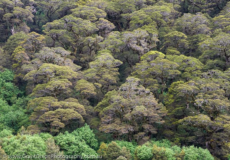 image of Hidden Falls rainforest